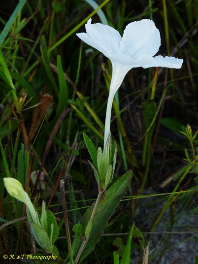 {Ruellia noctiflora}